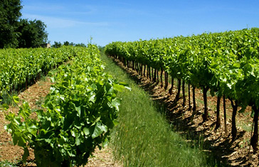 Vignes et Garrigues